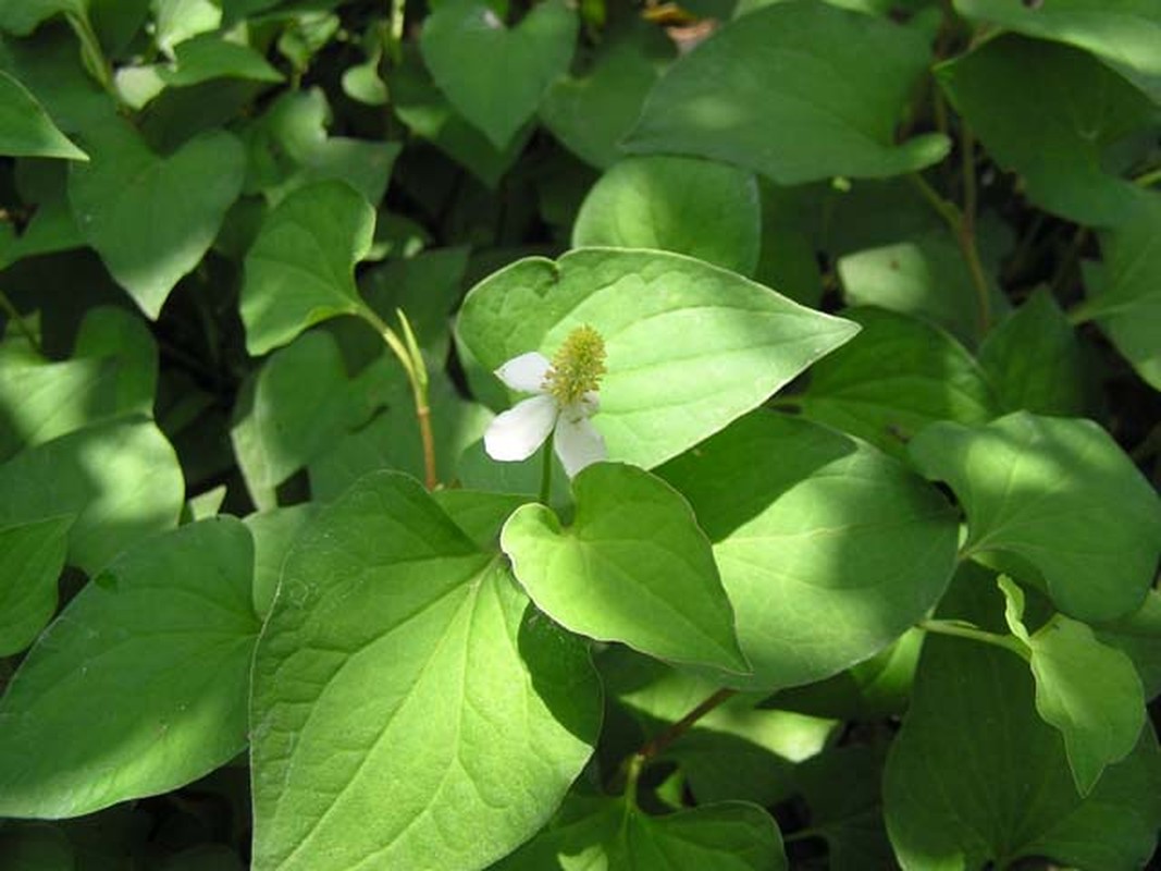 Cac meo chua nhiet mieng tai nha hieu qua nhanh-Hinh-8